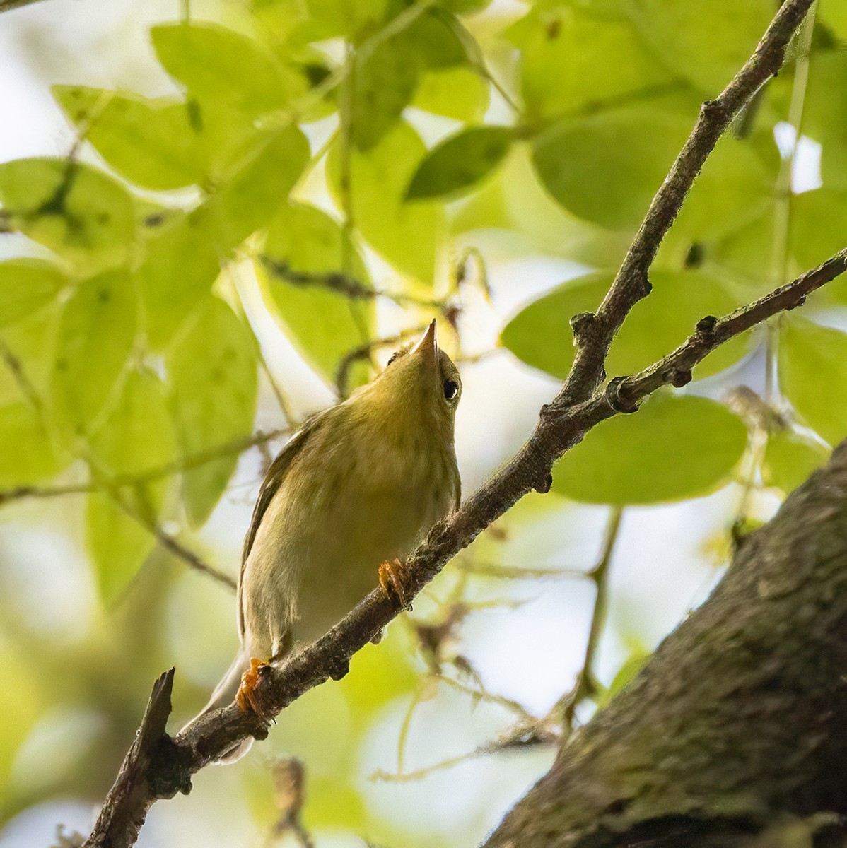 Blackpoll Warbler - ML642489510