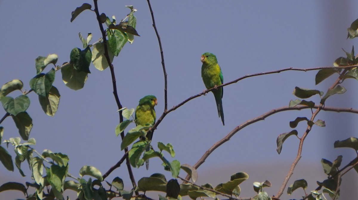 Mountain Parakeet - ML642489515