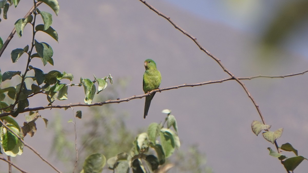 Mountain Parakeet - ML642489516