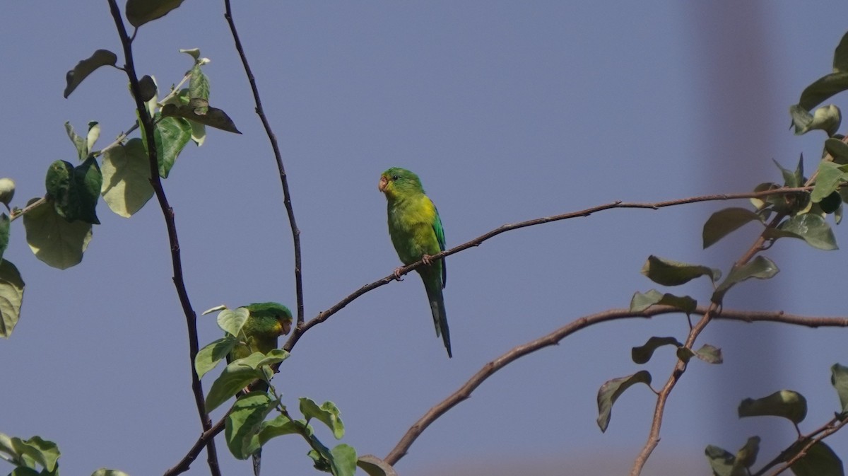 Mountain Parakeet - ML642489517