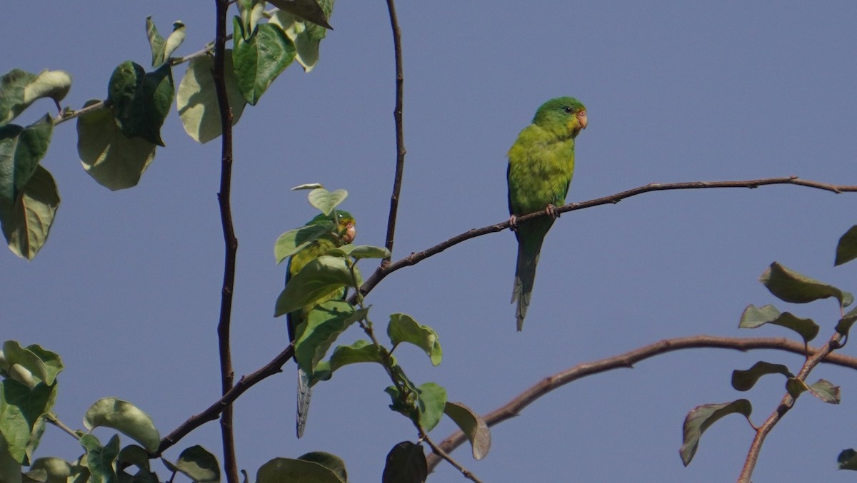 Mountain Parakeet - ML642489518