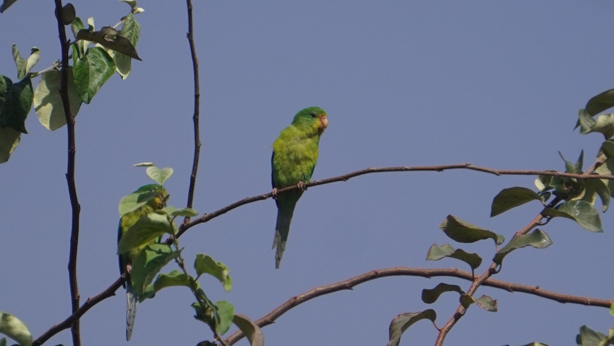 Mountain Parakeet - ML642489519