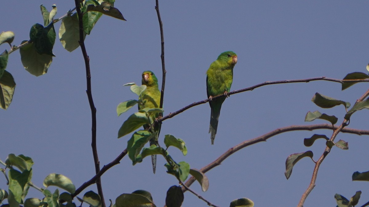 Mountain Parakeet - ML642489520