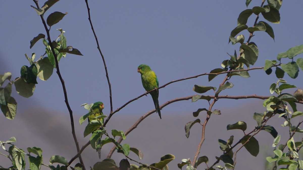 Mountain Parakeet - ML642489521
