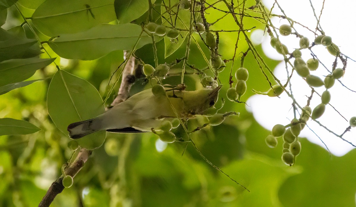 Blackpoll Warbler - ML642489525