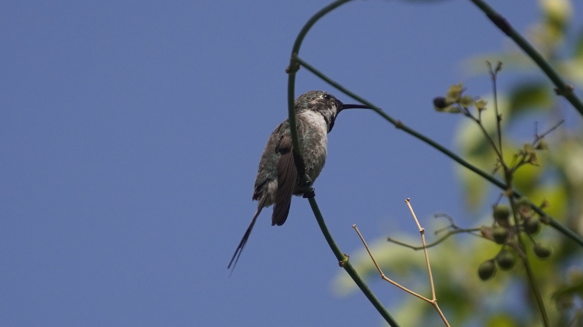 Peruvian Sheartail - ML642489542