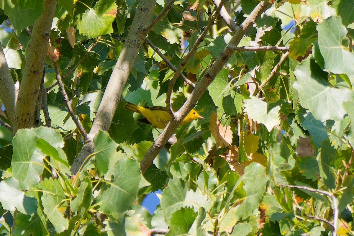 Goldwaldsänger - ML642489566