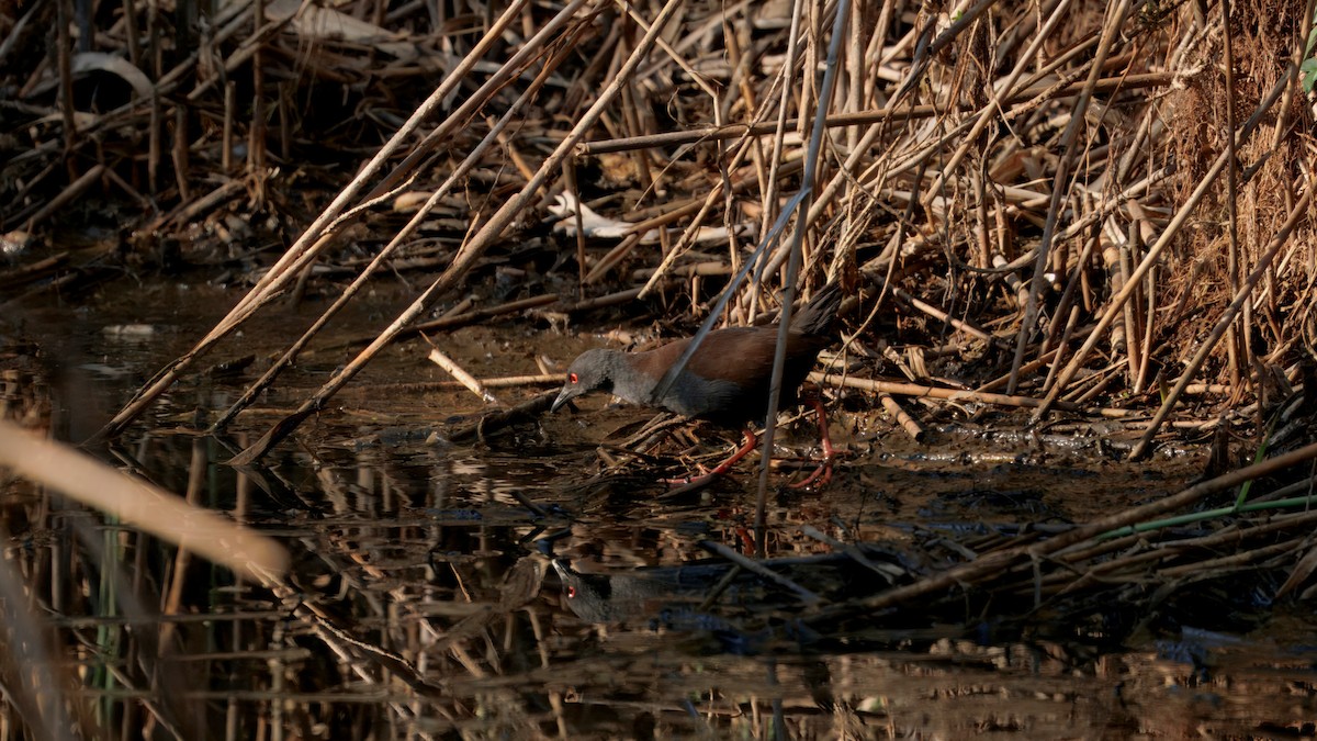 Spotless Crake - ML642489597