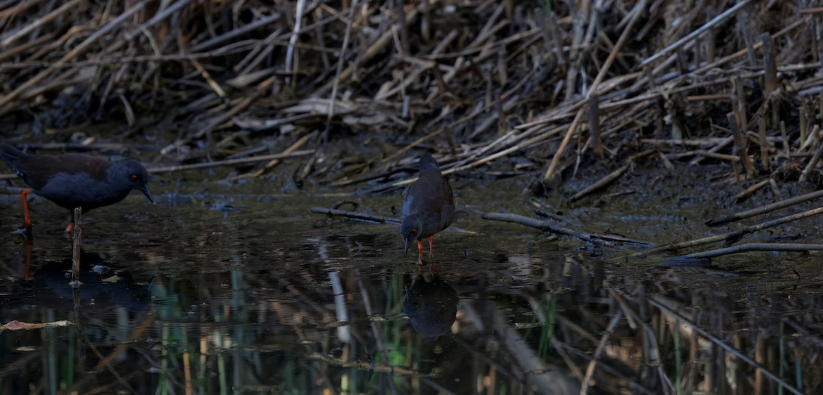 Spotless Crake - ML642489603
