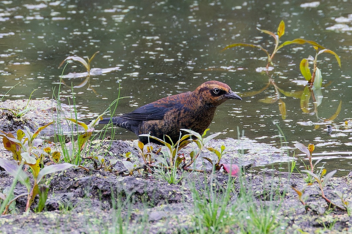 Rusty Blackbird - ML642489606