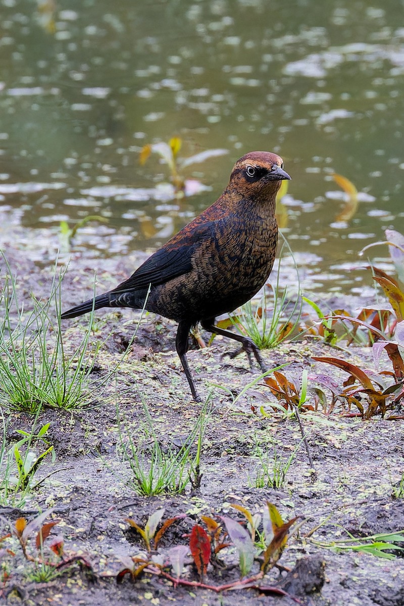Rusty Blackbird - ML642489607