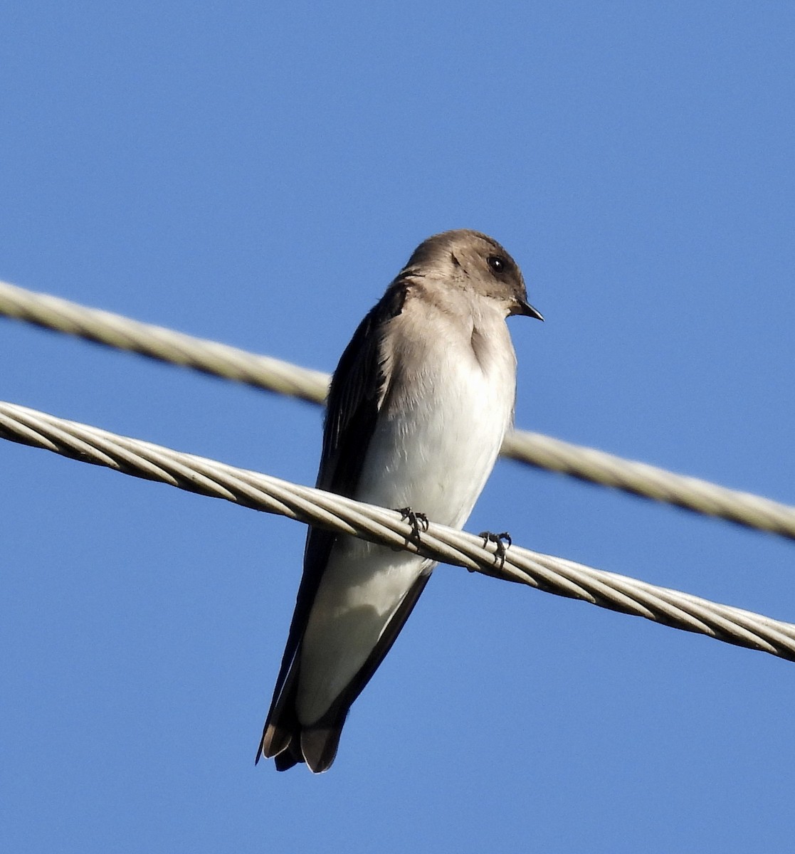 Northern Rough-winged Swallow - ML642489608