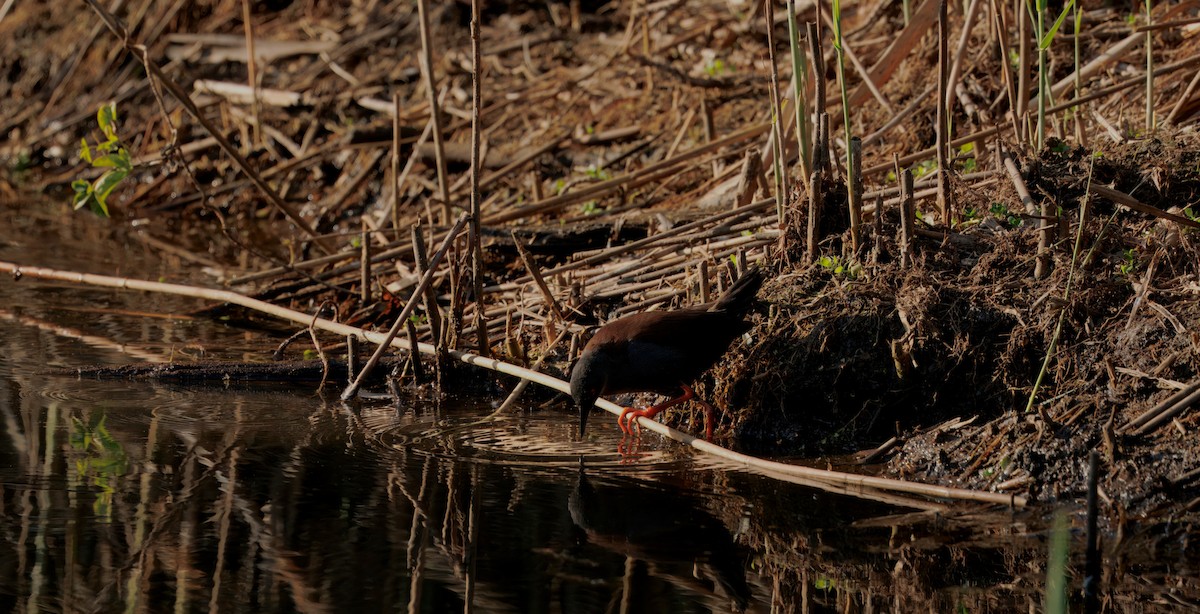 Spotless Crake - ML642489612