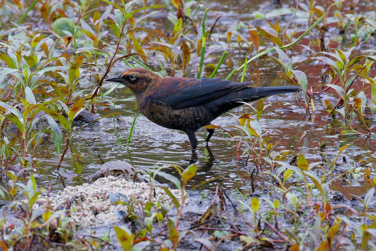 Rusty Blackbird - ML642489613