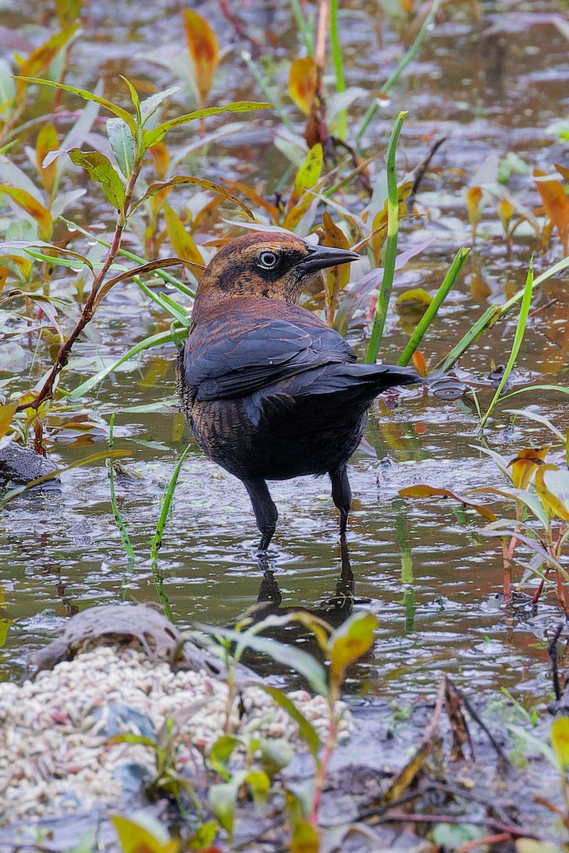 Rusty Blackbird - ML642489618