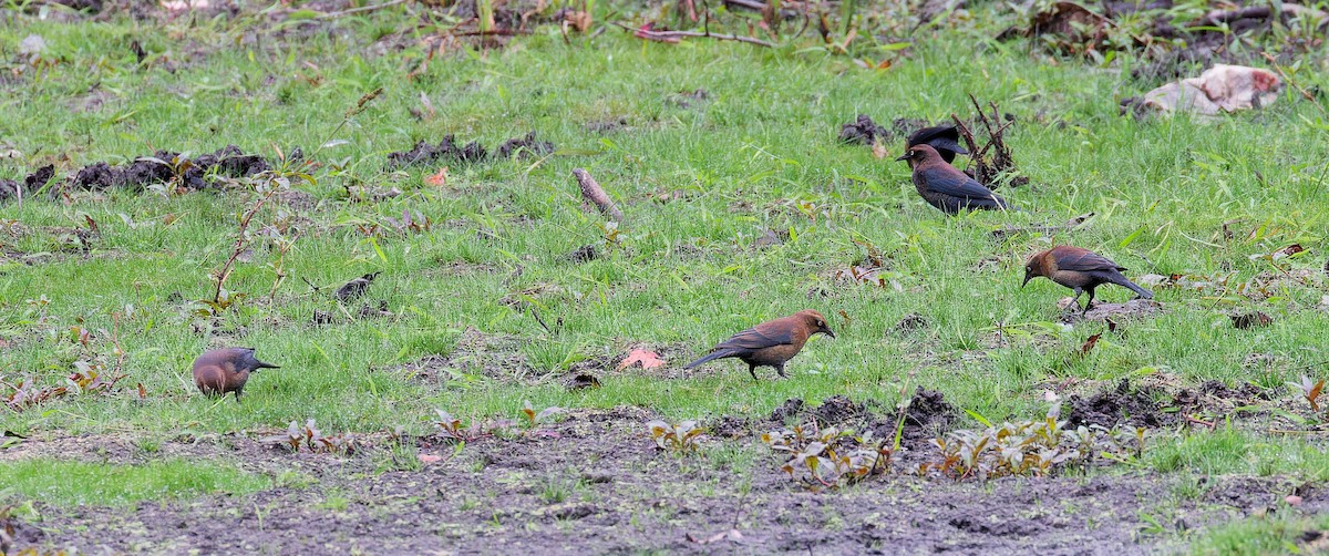 Rusty Blackbird - ML642489631