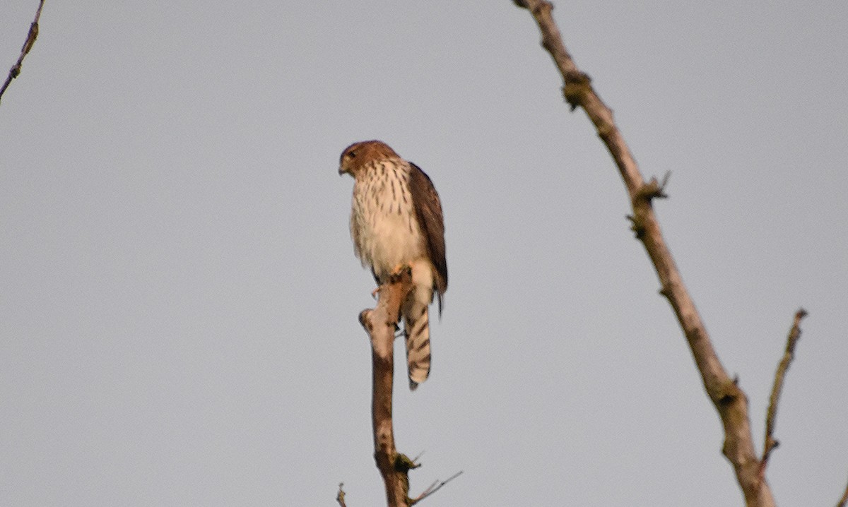Cooper's Hawk - ML642489633