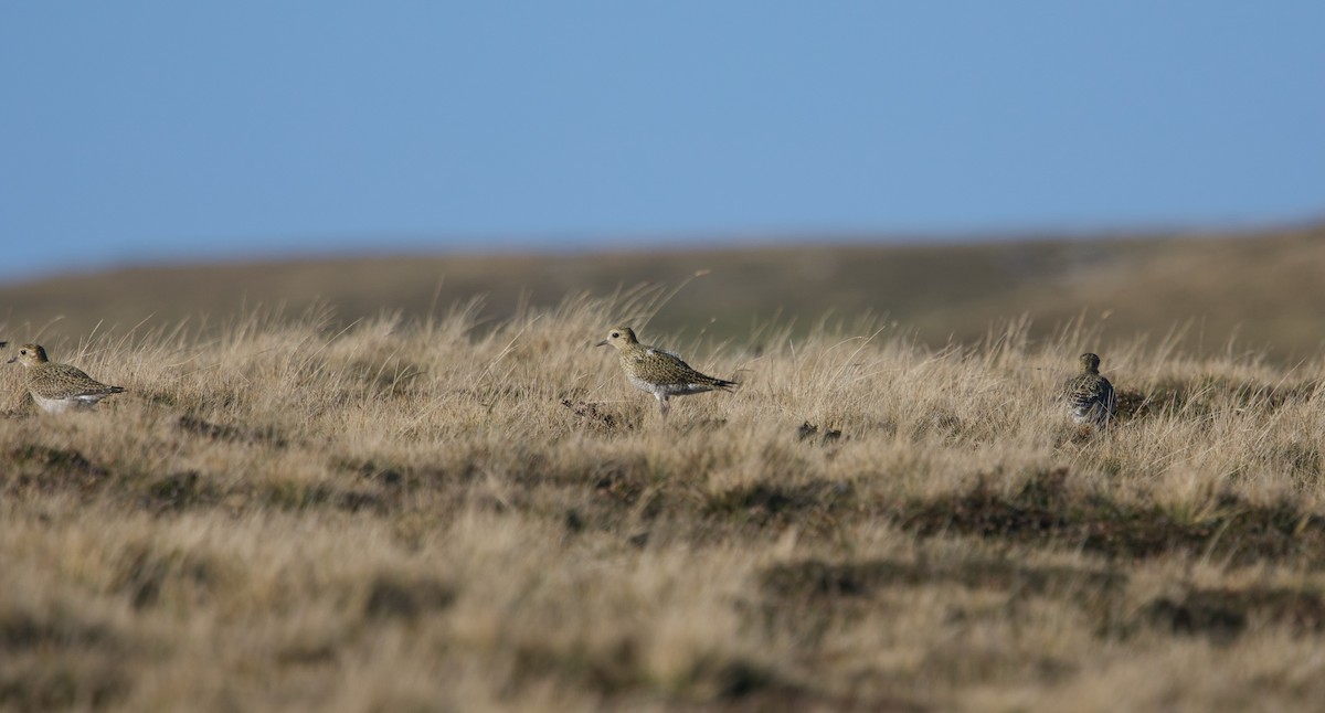 European Golden-Plover - ML642489638