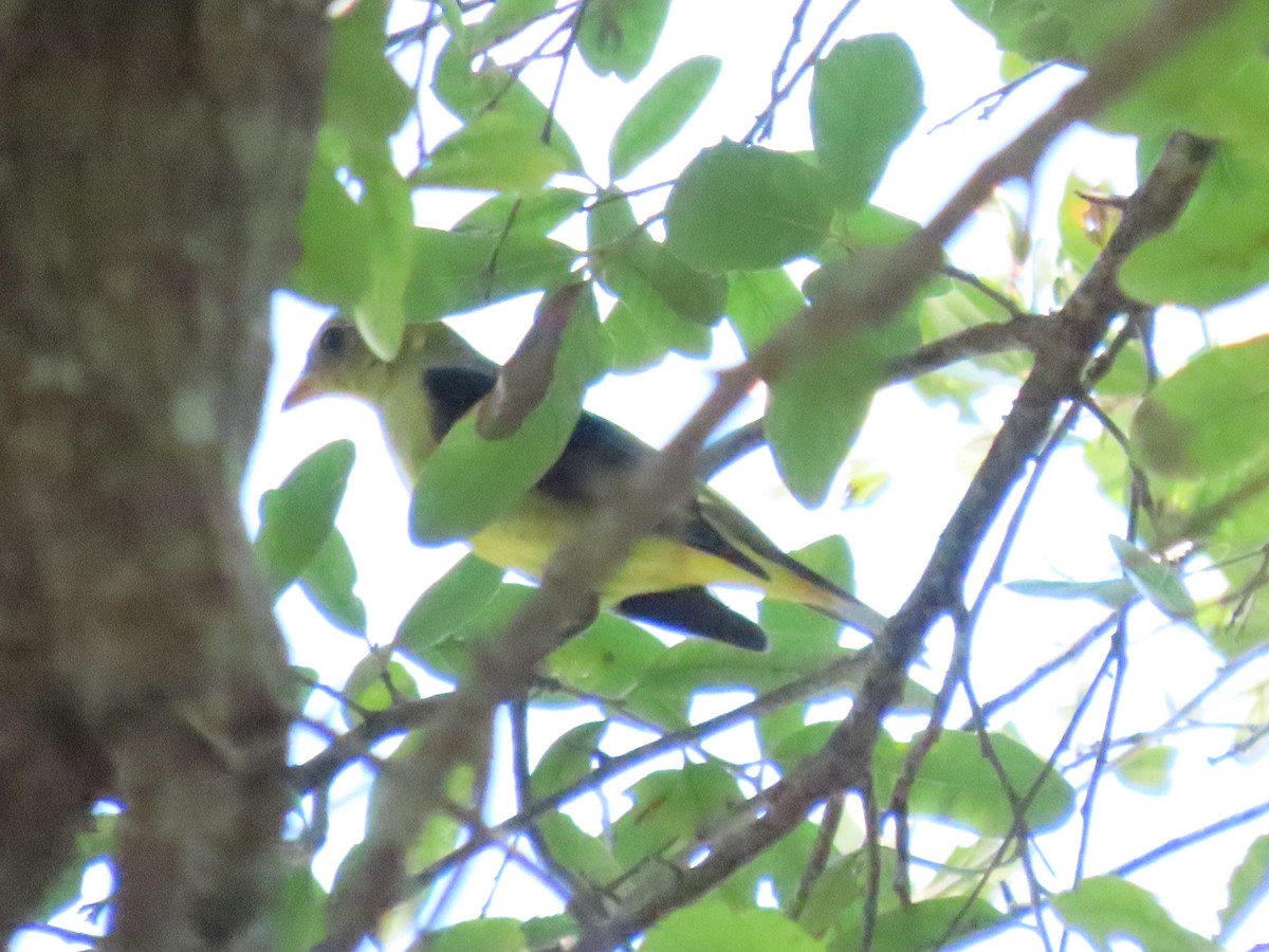 Scarlet Tanager - ML642489668