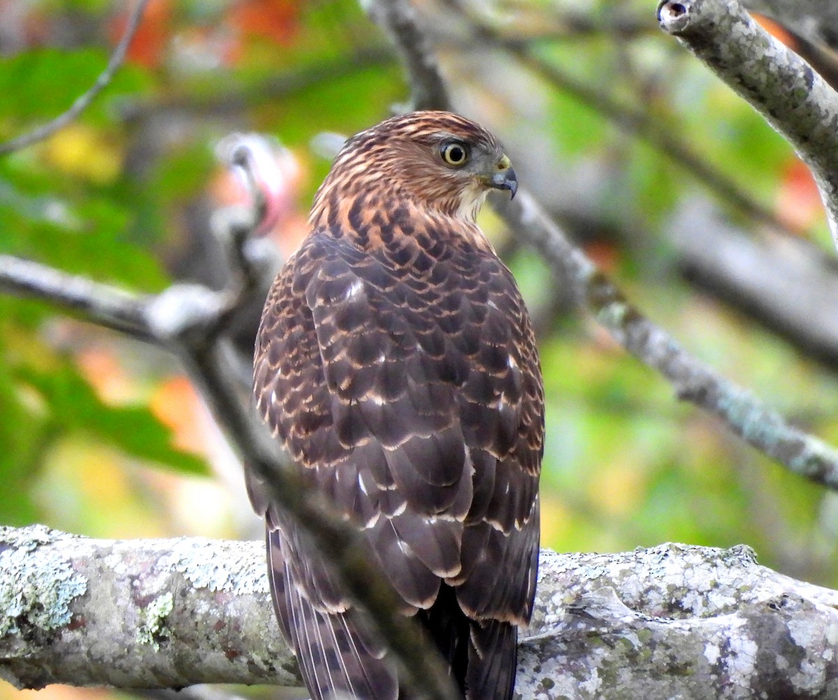 Cooper's Hawk - ML642489673