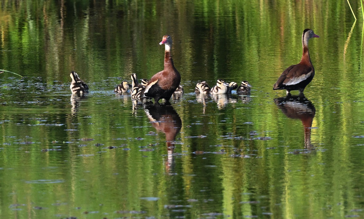 Black-bellied Whistling-Duck - ML642489678