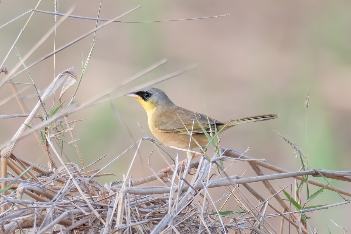 Gray-crowned Yellowthroat - ML642489687