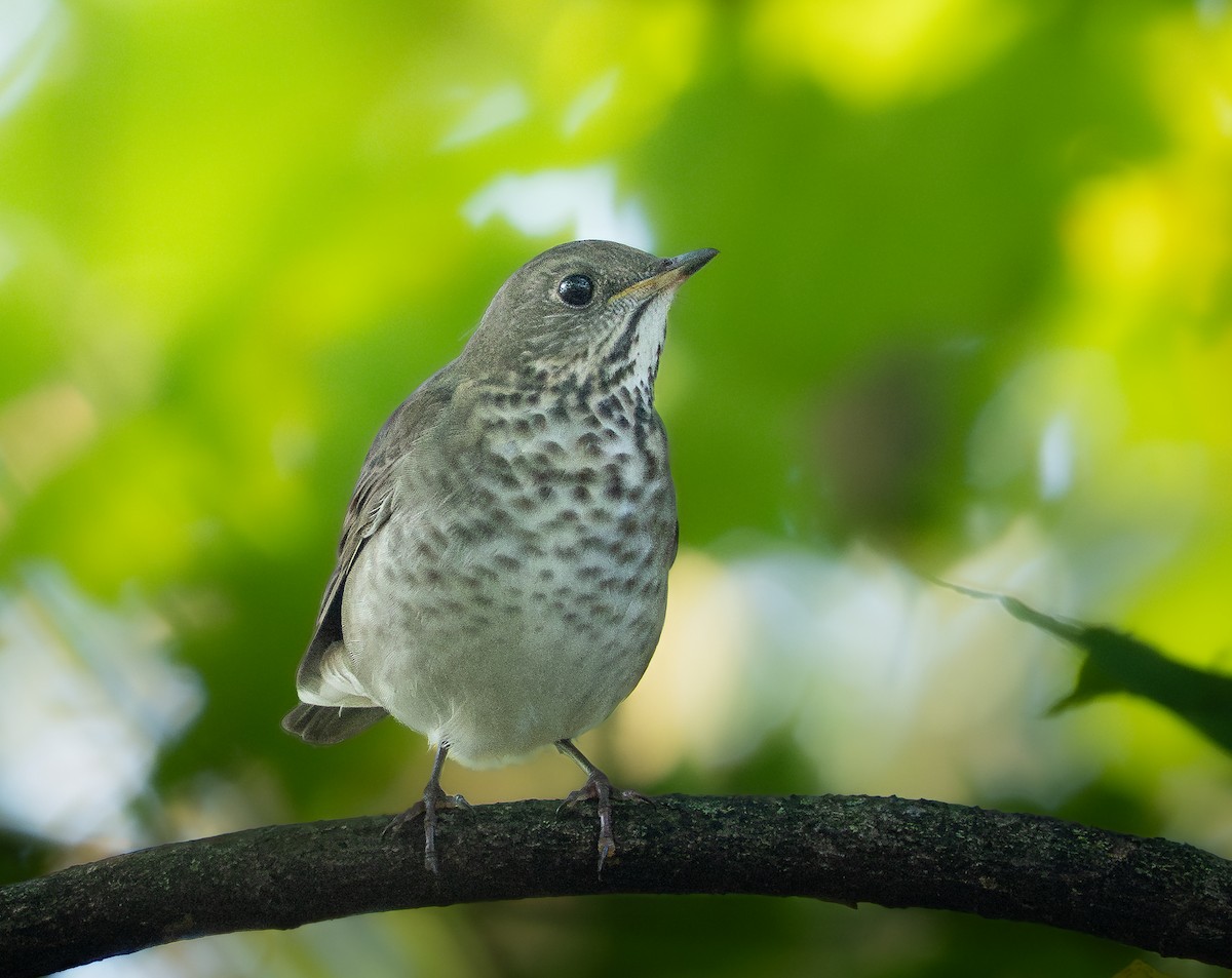 Gray-cheeked Thrush - ML642489689