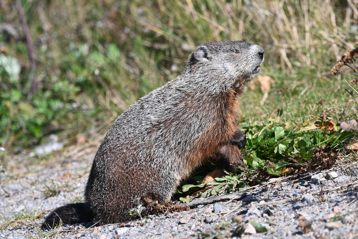 Groundhog - ML642489700