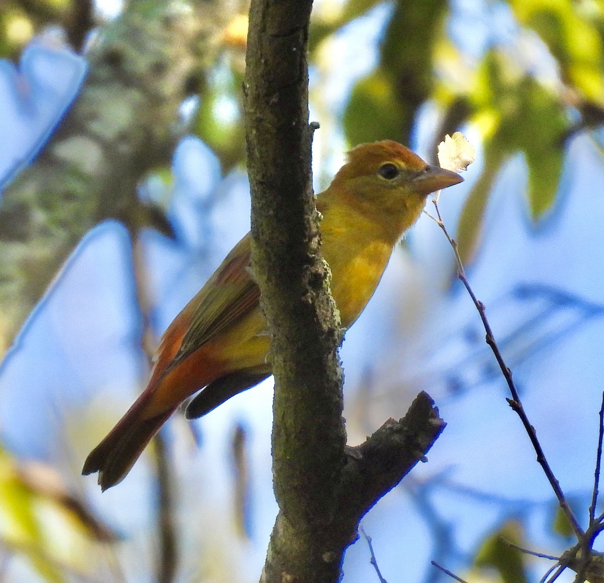 Summer Tanager - ML642489703