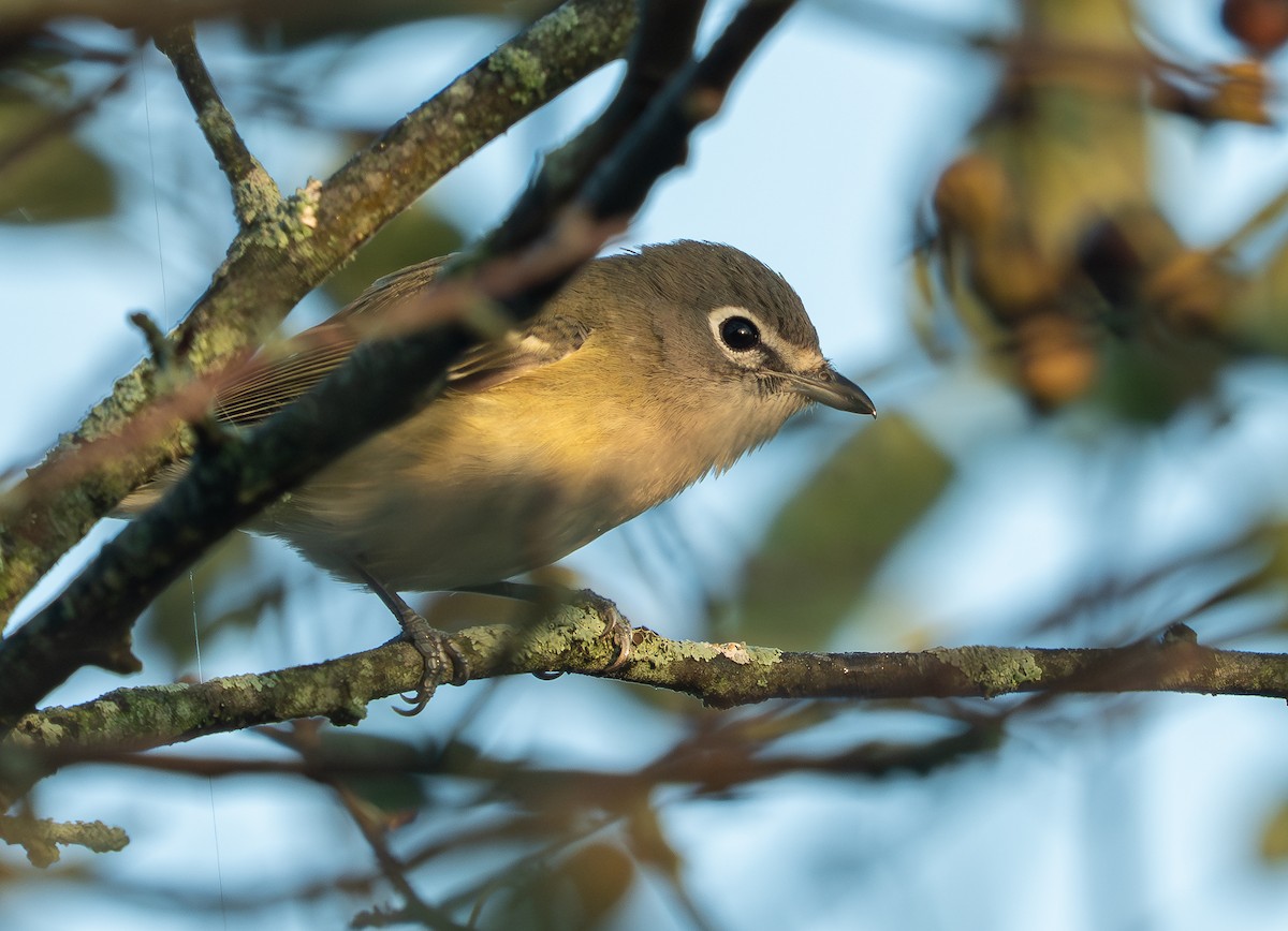 Blue-headed Vireo - ML642489712