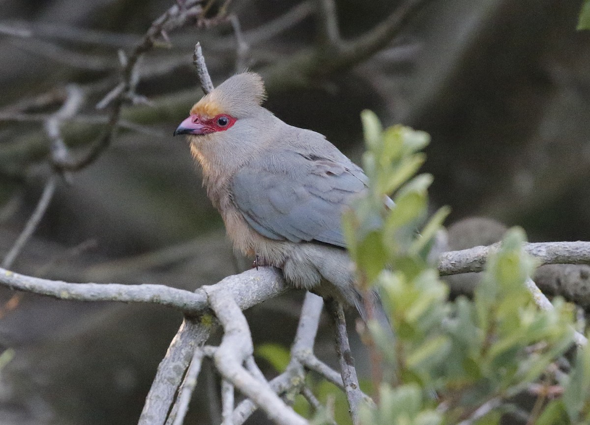 Red-faced Mousebird - ML642489727
