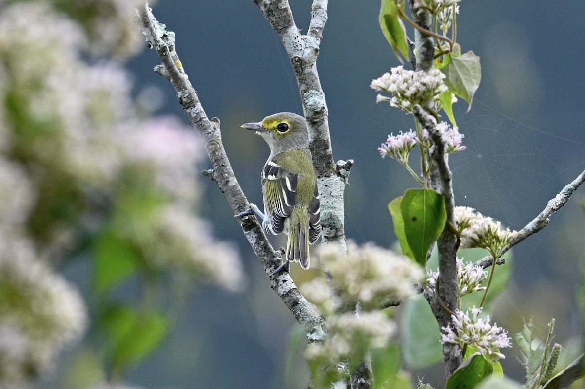 Viréo aux yeux blancs - ML642489732