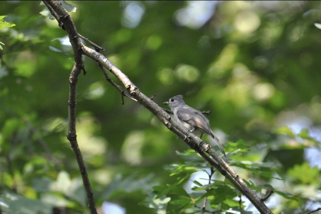 Tufted Titmouse - ML642489733