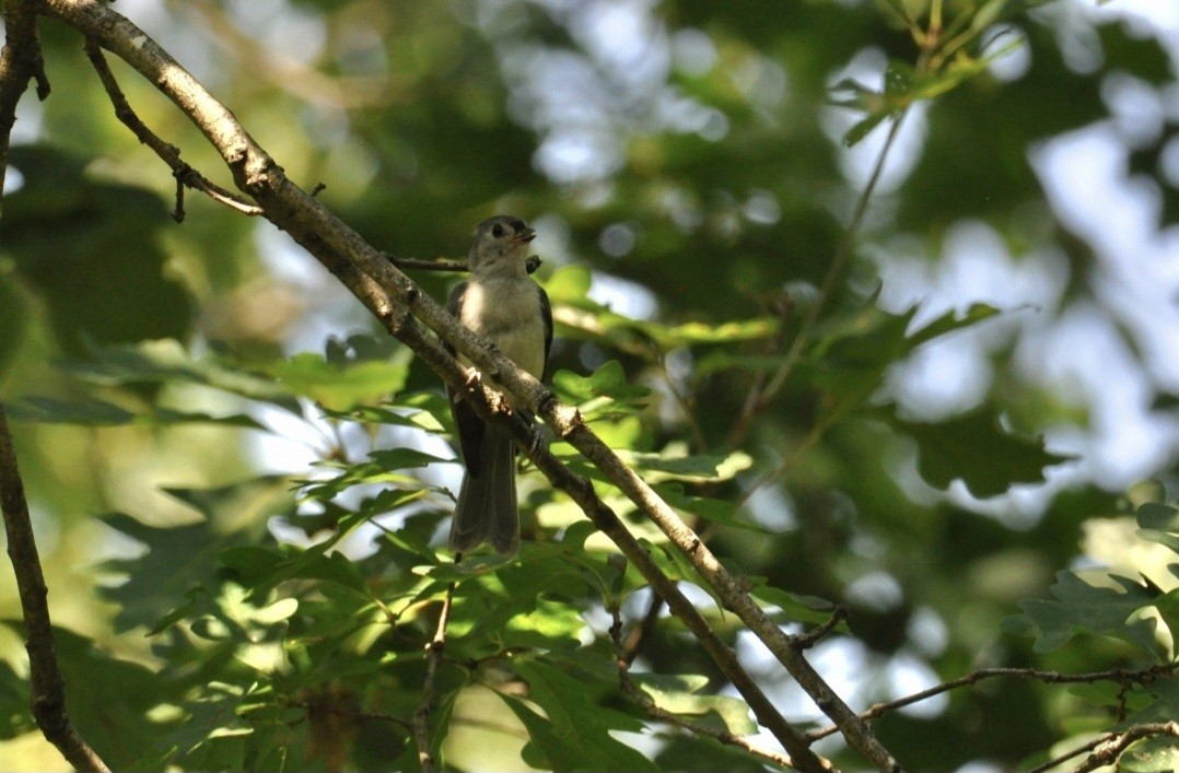 Tufted Titmouse - ML642489735