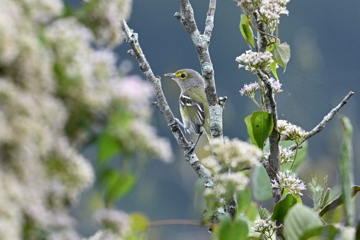 White-eyed Vireo - ML642489737