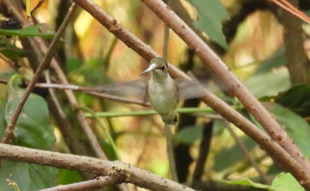 kalypta rubínohrdlá - ML642489744