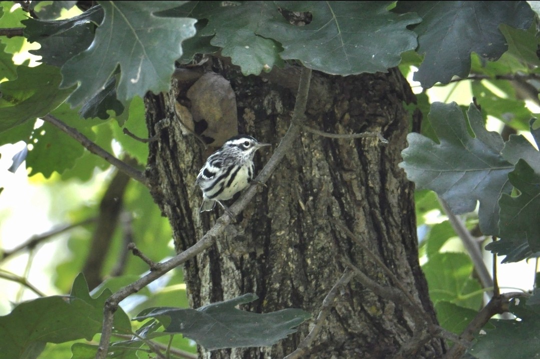 Black-and-white Warbler - ML642489758