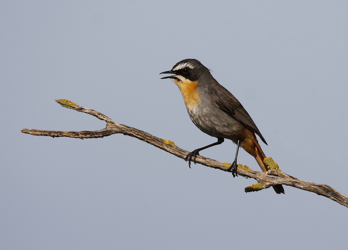 Cape Robin-Chat - ML642489759