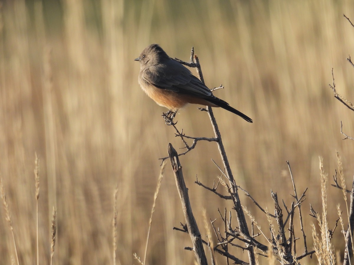 Say's Phoebe - ML642489764