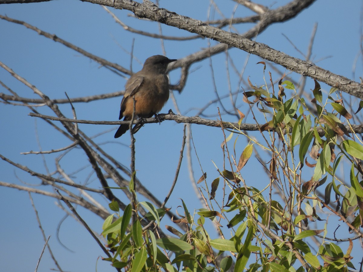 Say's Phoebe - ML642489765