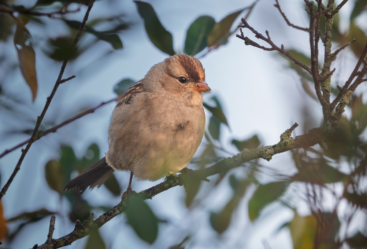 White-crowned Sparrow - ML642489777