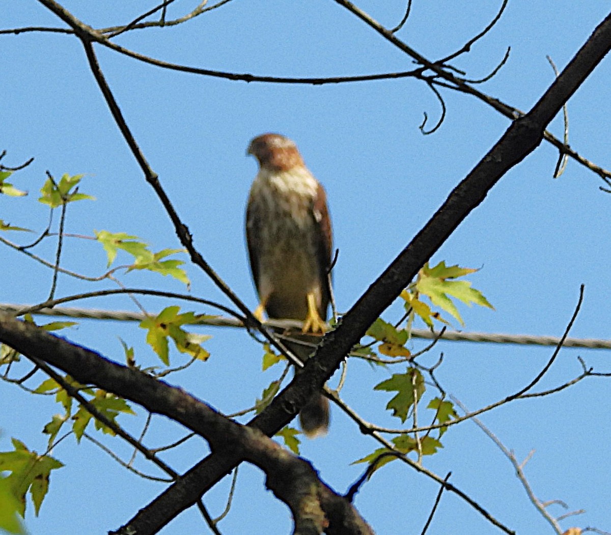 Cooper's Hawk - ML642489782