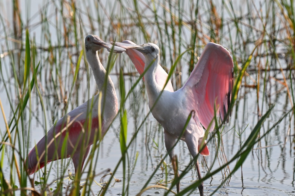 Roseate Spoonbill - ML642489784