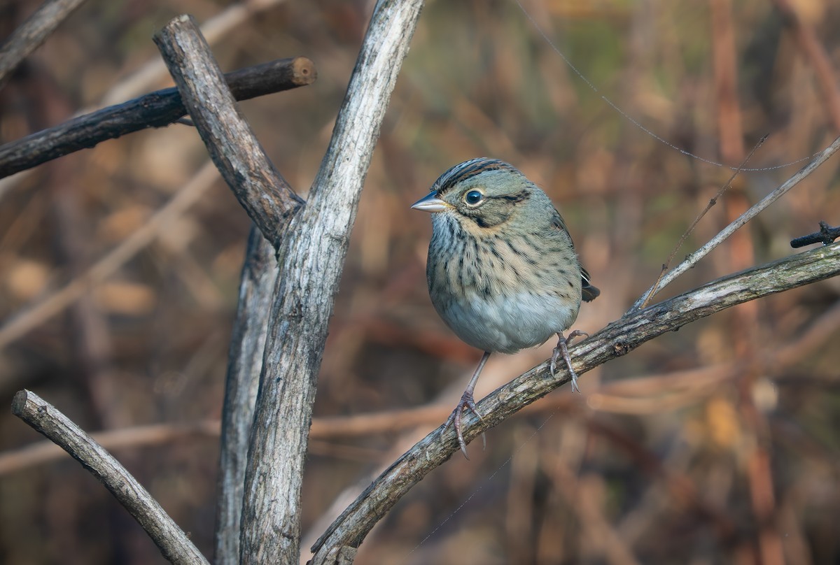 Lincoln's Sparrow - ML642489787