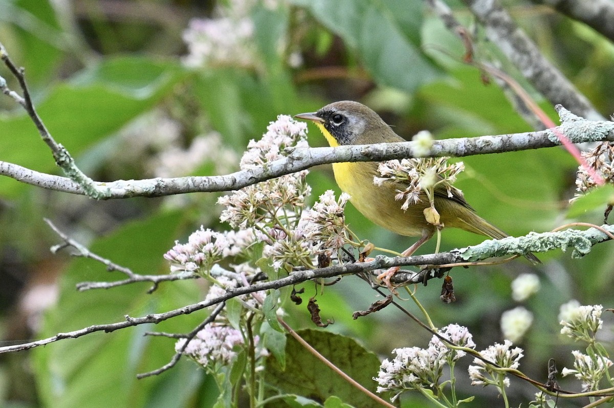 Paruline masquée - ML642489799