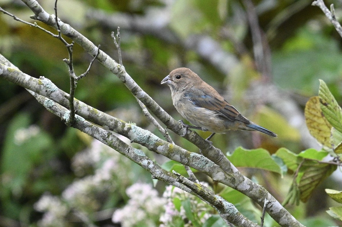 Passerin indigo - ML642489834