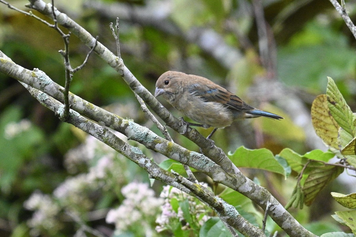 Passerin indigo - ML642489878