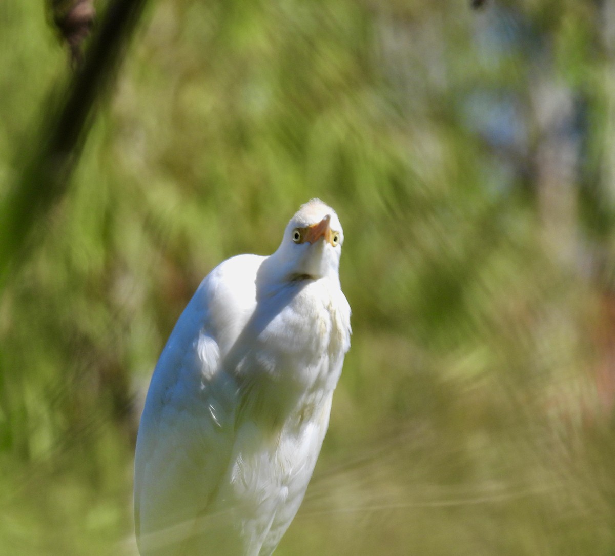 Western Cattle-Egret - ML642489894