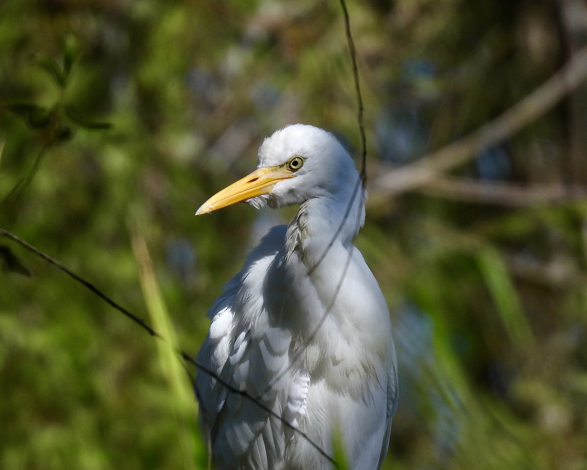 Western Cattle-Egret - ML642489895