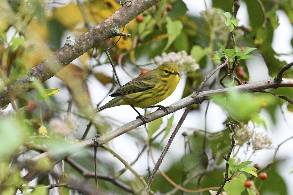 Paruline des prés - ML642489908